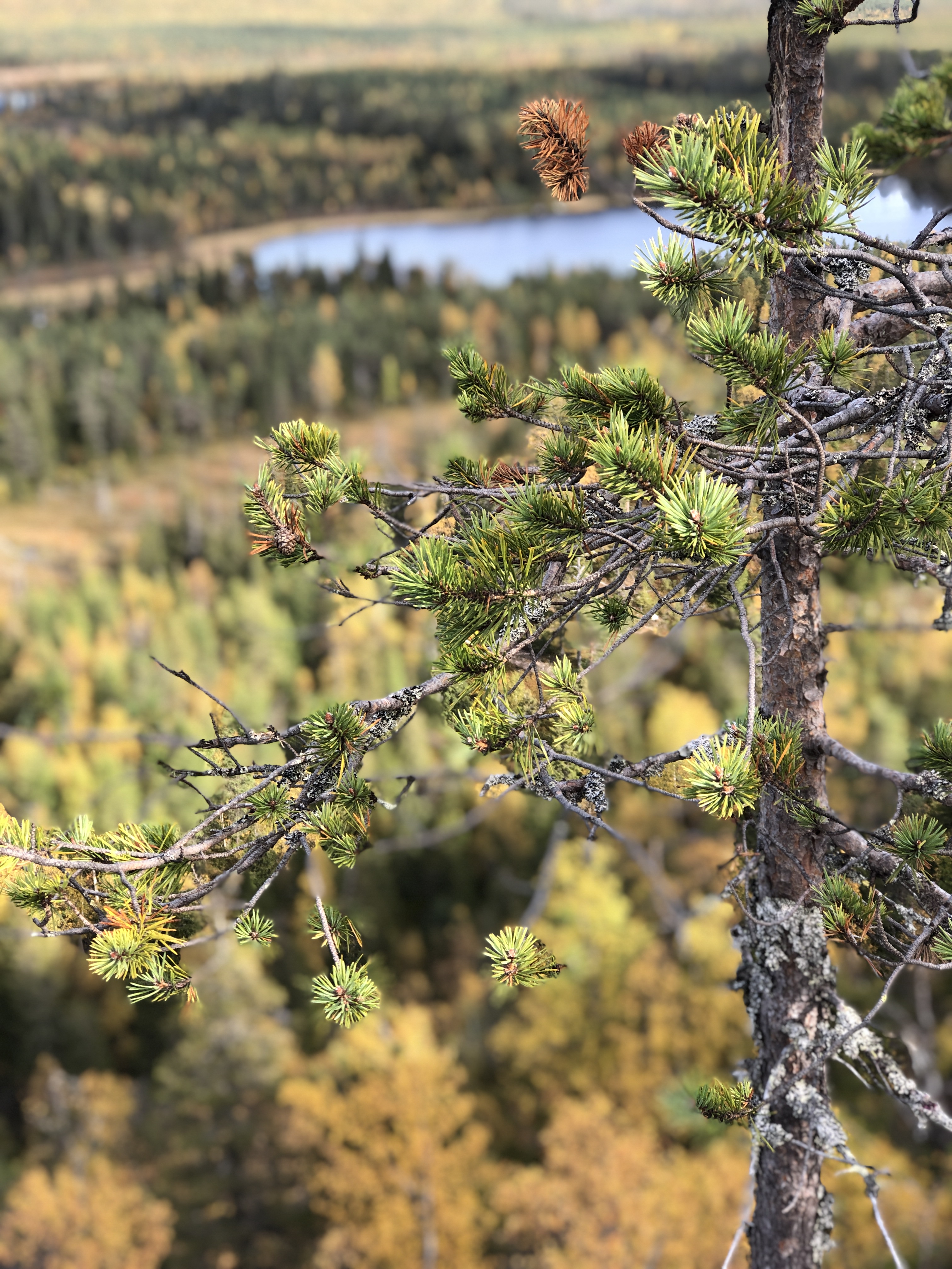 Ruskakuva männystä